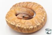Python royal - Python regius Banana GHI Pastel