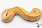 Python royal - Python regius Banana Pastel Piebald