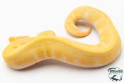 Python royal - Python regius Albinos Pinstripe