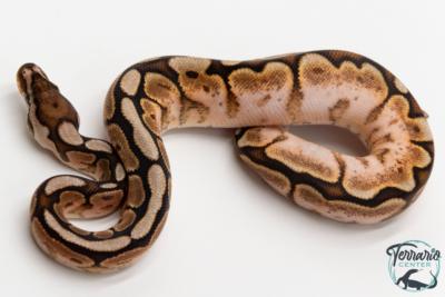 Python royal - Python regius Cinnamon Spider Sugar