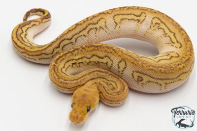 Python royal - Python regius Stranger Lesser Clown