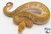 Python royal - Python regius Stranger Lesser Clown
