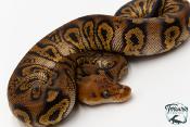 Python royal - Python regius Stranger Clown