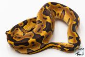 Python royal - Python regius Enchi Leopard Yellow Belly