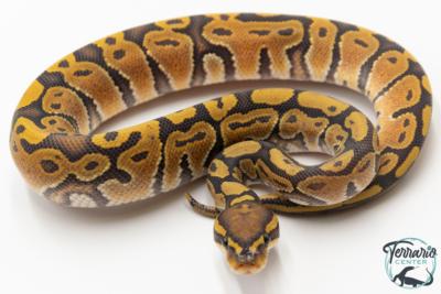 Python royal - Python regius Hypo