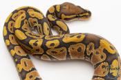 Python royal - Python regius Hypo