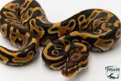 Python royal - Python regius Leopard Spotnose