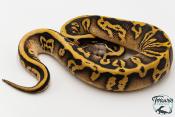 Python royal - Python regius Leopard Sugar Pastel