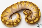 Python royal - Python regius Butter Enchi