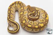 Python royal - Python regius Butter Hypo