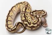 Python royal - Python regius Butter Pastel Vanilla