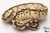 Python royal - Python regius Butter Pastel Vanilla