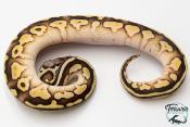 Python royal - Python regius Butter Pastel Yellow Belly