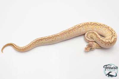 Python royal - Python regius Butter Pinstripe Special