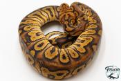 Python royal - Python regius Stranger Clown