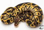 Python royal - Python regius Leopard Pastel