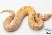 Python royal - Python regius Banana Pastel Woma