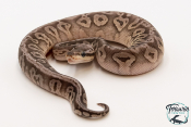 Python royal - Python regius Black Pewter Yellow Belly