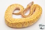 Python royal - Python regius Super Enchi Pastave Yellow Belly