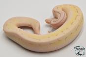 Python royal - Python regius Killer Spinner Enchi (Poss YB)