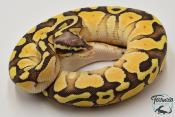 Python royal - Python regius Butter Pastel Yellow Belly