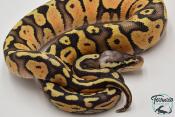 Python royal - Python regius Super Pastel