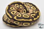 Python royal - Python regius Phantom Pastel