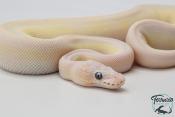 Python royal - Python regius Leucistic Enchi (Poss Super Enchi)