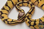 Python royal - Python regius Firefly
