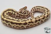 Python royal - Python regius Butter Leopard Spotnose