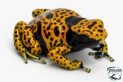 Dendrobates leucomelas - Rainette jaguar Bolivar