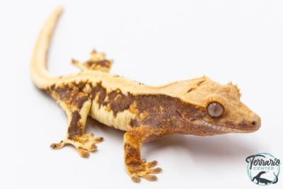Correlophus ciliatus - Gecko à crête - NC 2025 -  38B