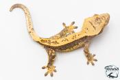 Correlophus ciliatus - Gecko à crête - NC 2025 - 40