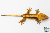 Correlophus ciliatus - Gecko à crête - NC 2025 -  48