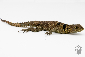 Oplurus cuvieri - Iguane à queue épineuse