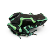 Dendrobates auratus - Dendrobate doré Colon