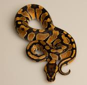 Python royal - Python regius Enchi het Clown