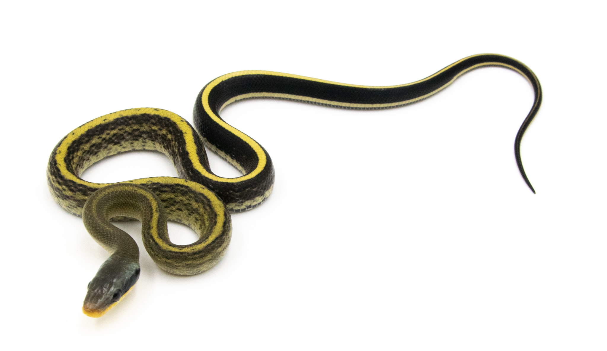 Orthriophis taeniurus Grabowskyi - Serpent-Ratier de Grabowskyi - NC 2022