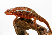 Caméléon Panthère - Furcifer Pardalis Ambilobe Red Bar - Mâle