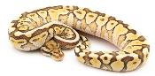Python royal - Python regius Lesser Spotnose Cinnamon