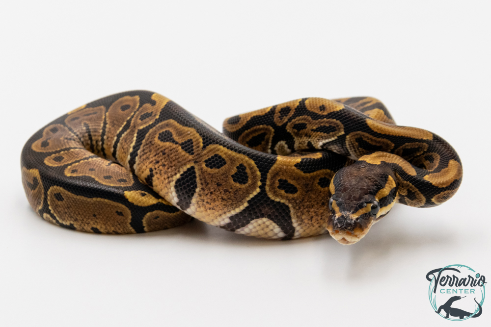 Python royal - Python regius Yellow Belly