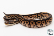 Python royal - Python regius Black Pastel