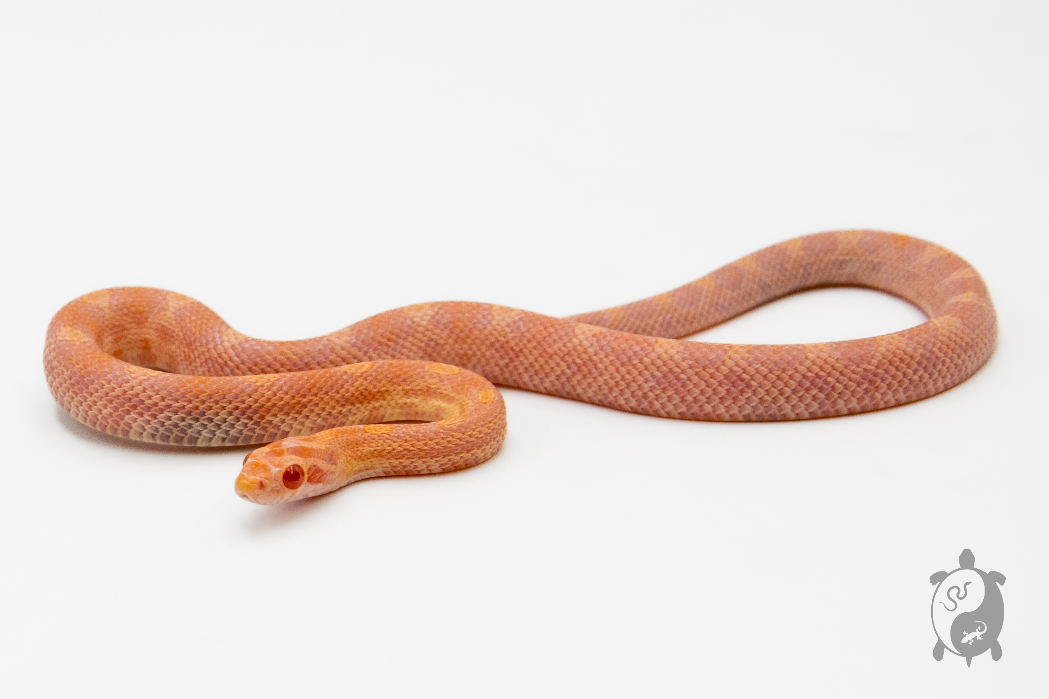 Serpent des blés - Pantherophis guttatus Opal