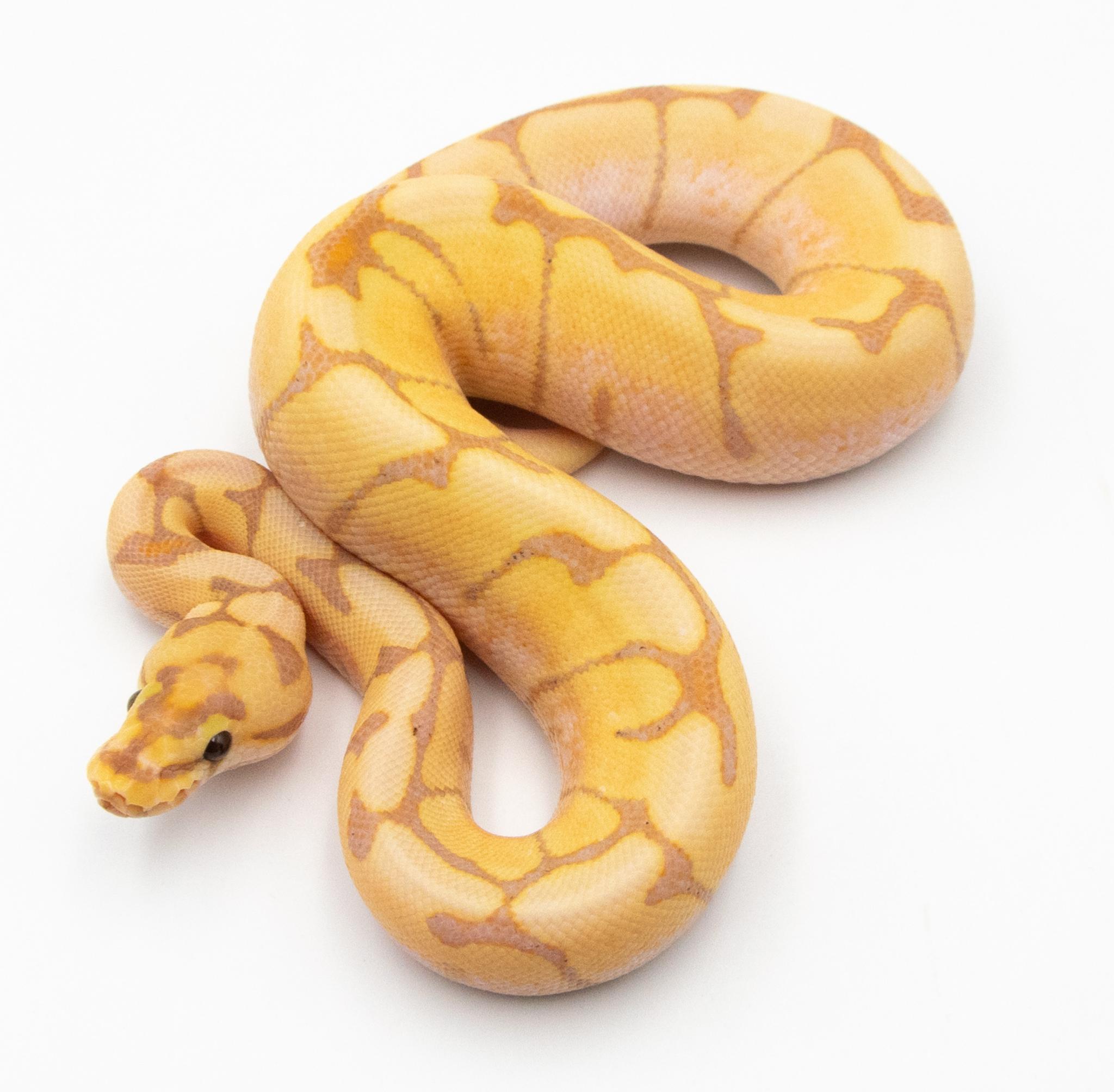 Python regius Banana Spider