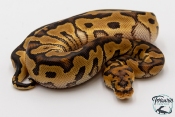 Python royal - Python regius Clown