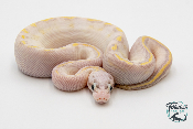 Python Royal - Python regius Ivory Pastel