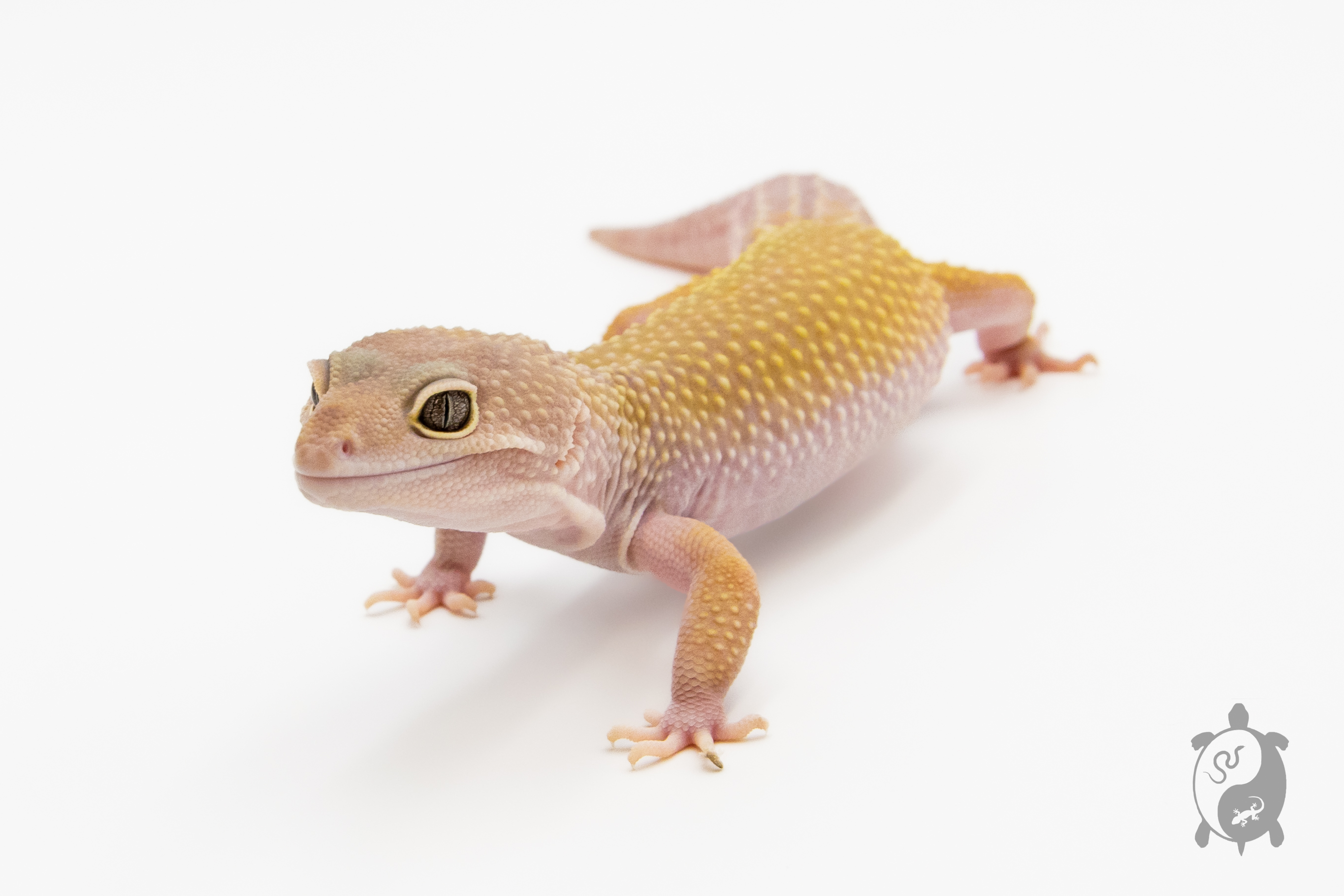 EM24 - Gecko Léopard - Eublepharis Macularius Murphy - NC - &#9794;