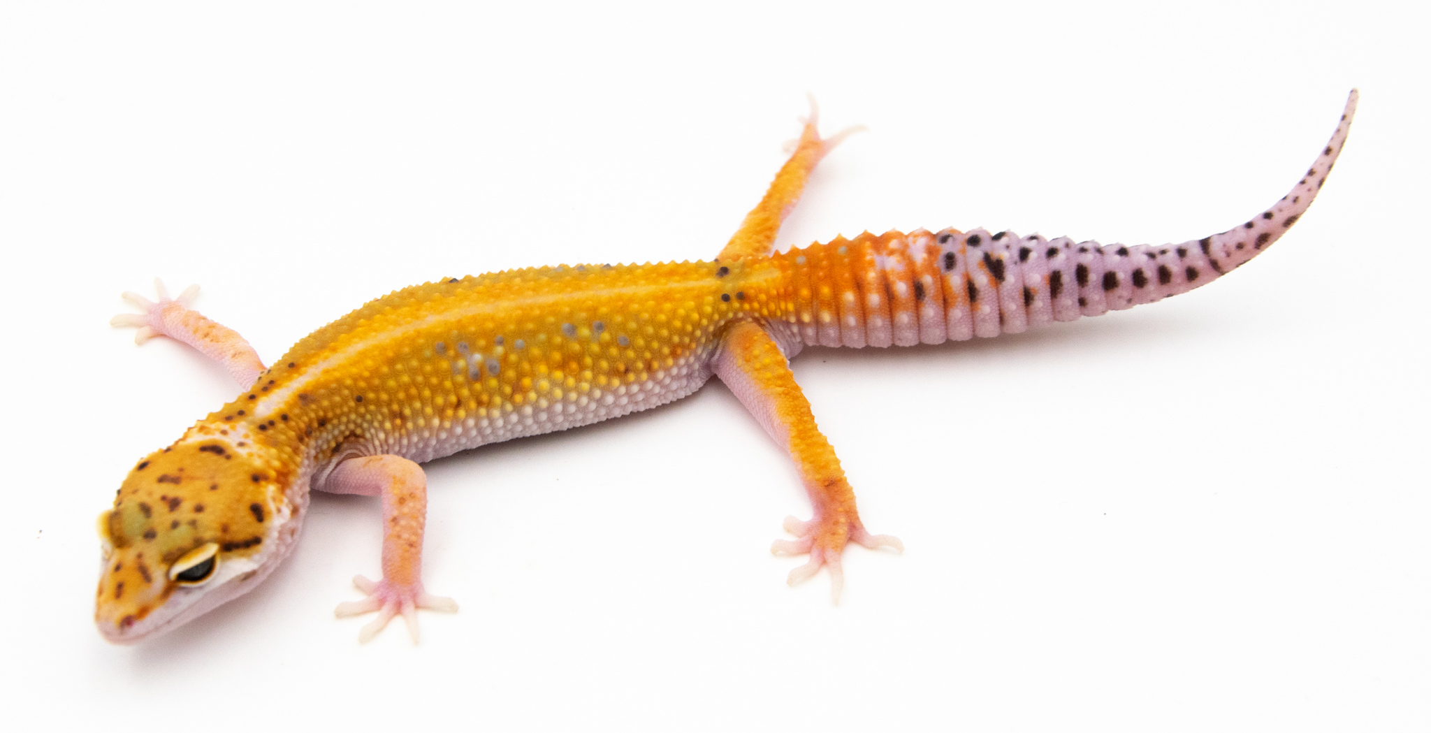 EM25 - Gecko Léopard - Eublepharis Macularius Stripe - non sexé - NC 2022