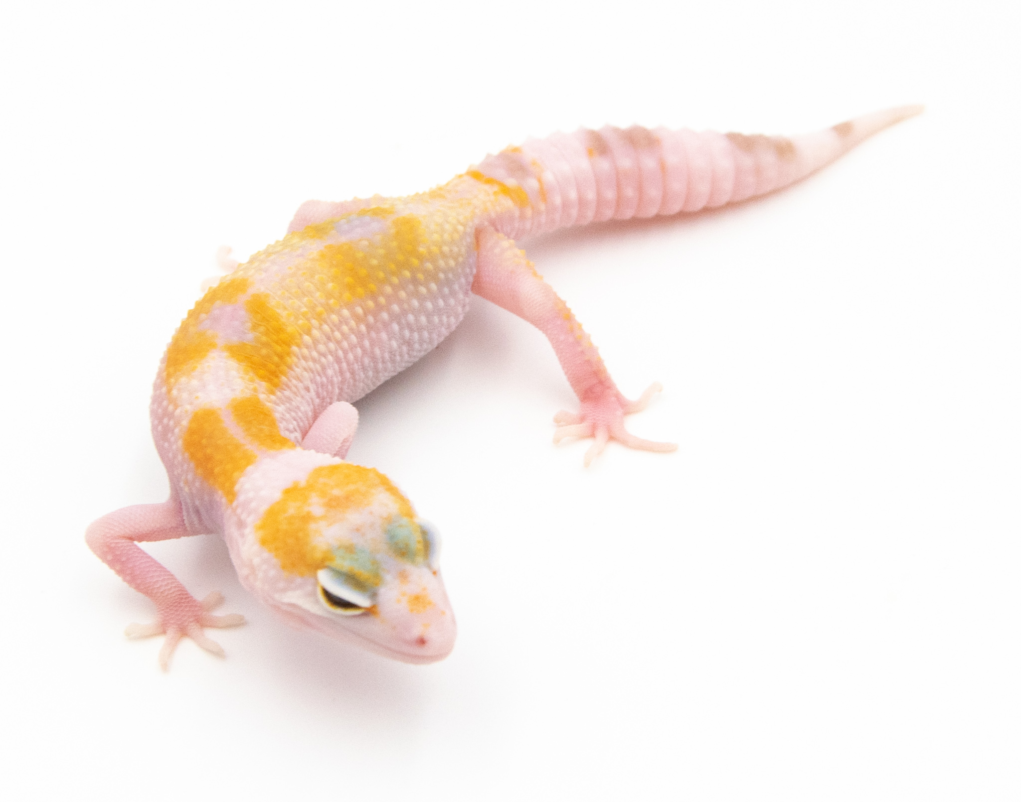 EG20 - Gecko Léopard - Eublepharis Macularius White & Yellow Sunglow - non sexé - NC 2022