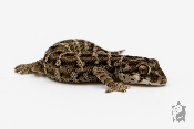 Hemidactylus imbricatus - Gecko vipère / Queue de repousse